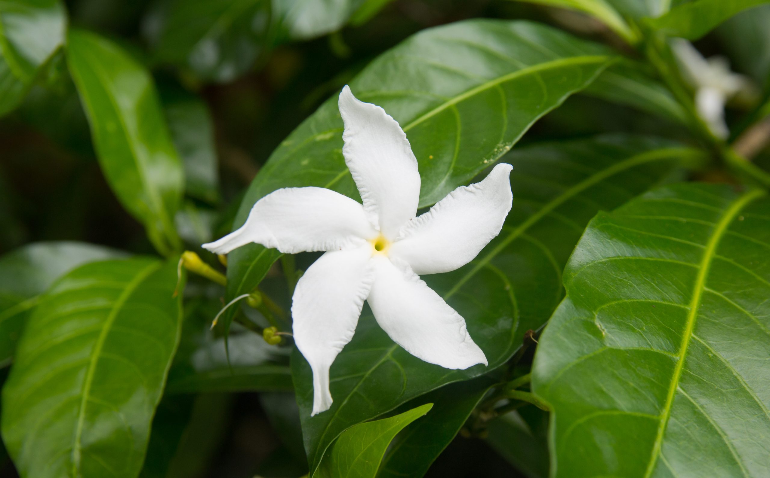 Nature's Morphine Conolidine Supplement for Pain Relief