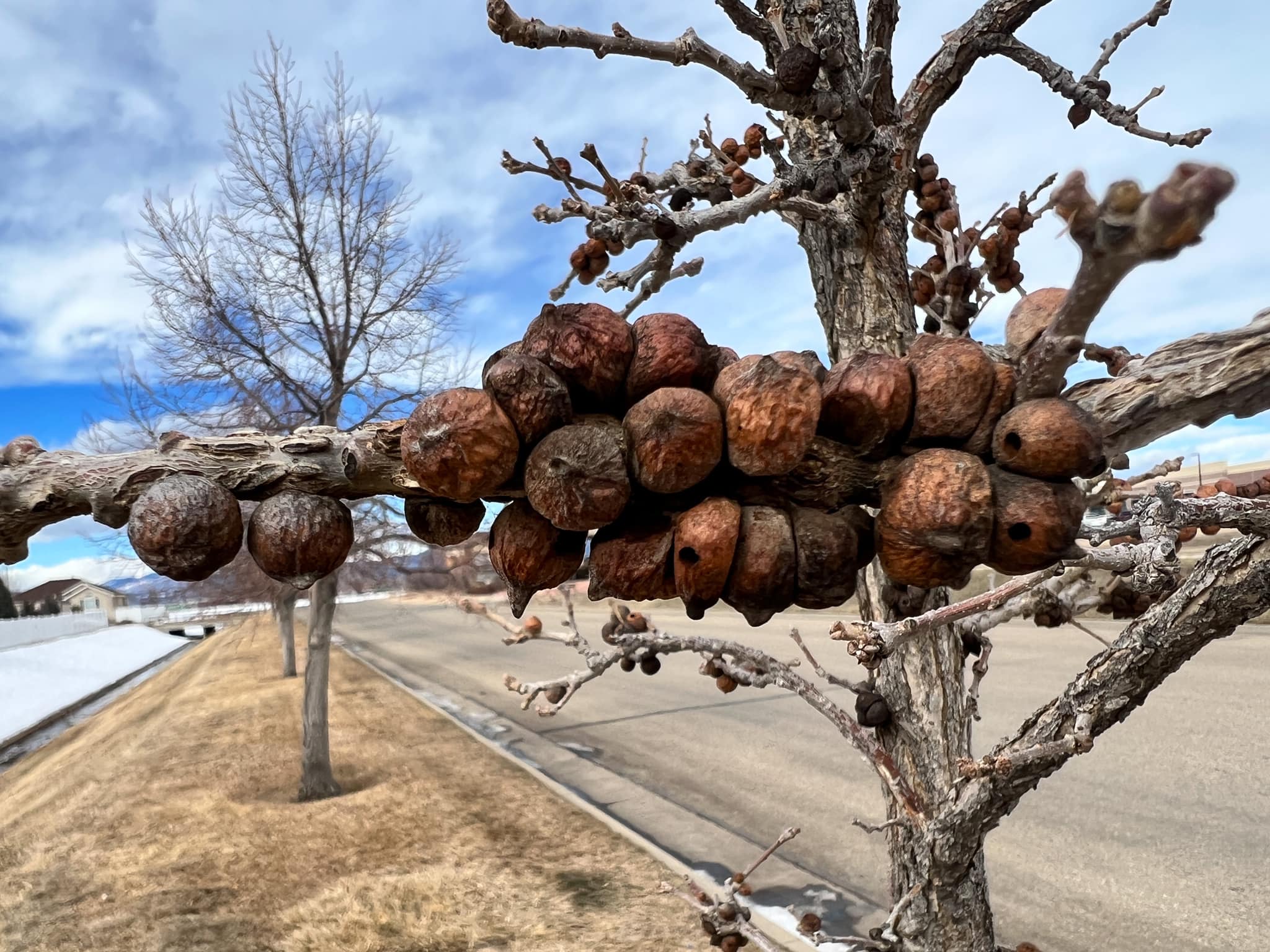 Great Galls! - Colorado Native Plant Society
