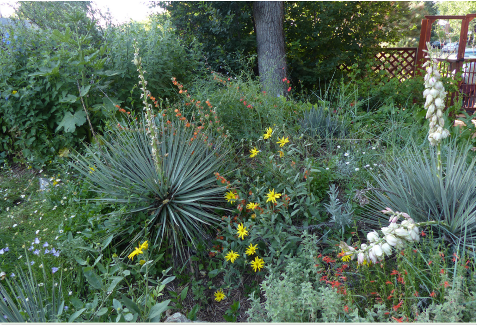 New to Natives? Colorado Native Plant Society