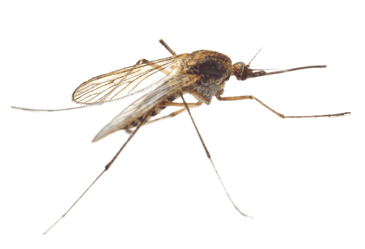 Mosquito Pest Control Conquest Pest Control