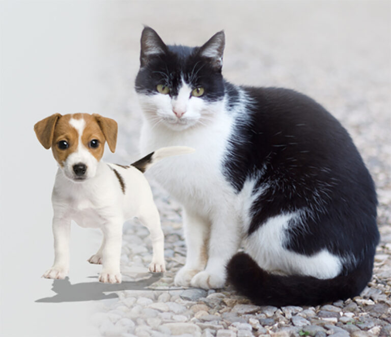 Why should animals be in their own habitat and not be kept as pets