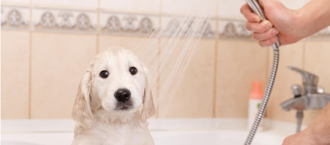 Laver son chien le guide complet Conseilsanimaux.fr