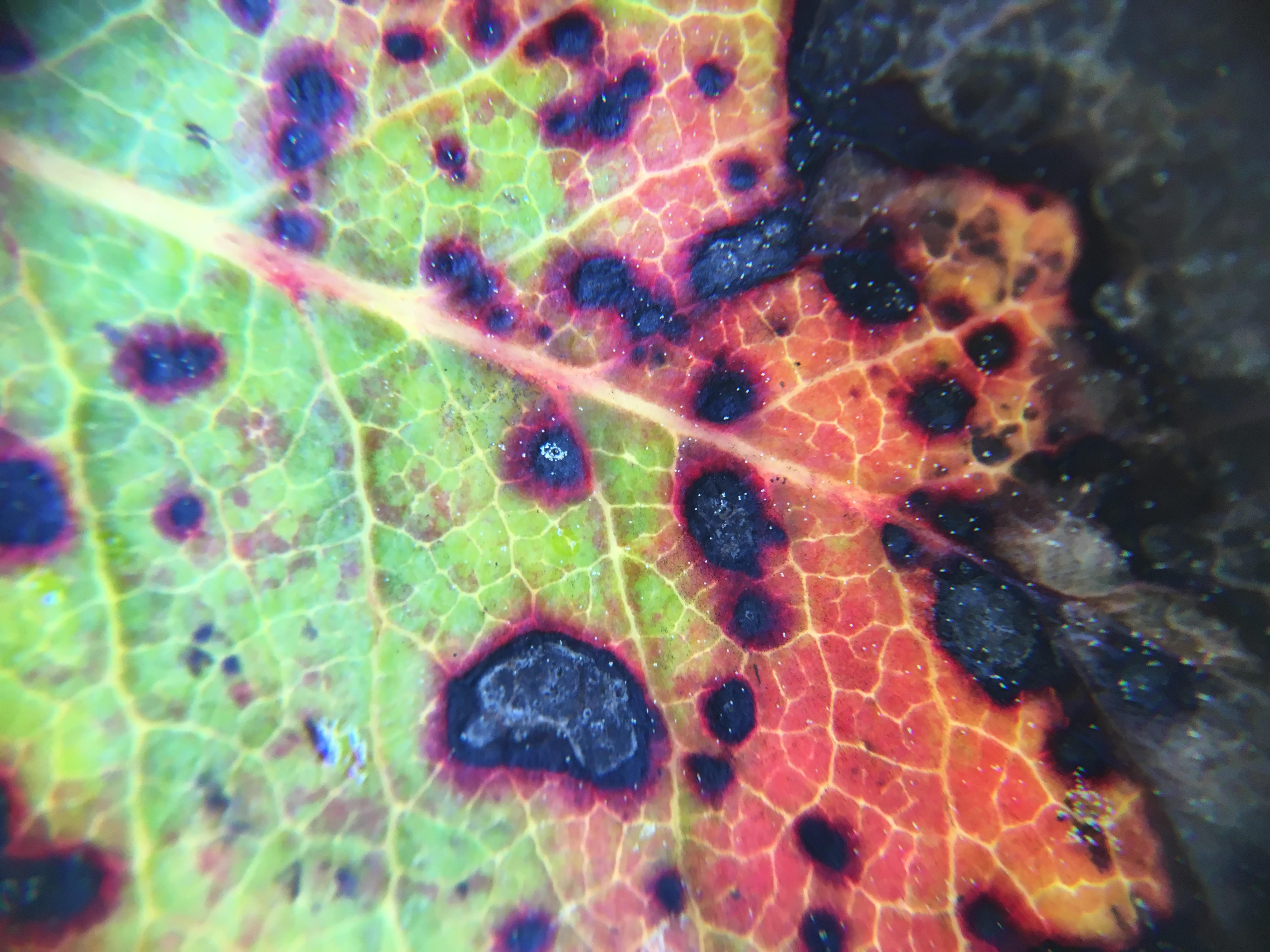 Vancouver Island Arbutus Stress and Decline – The Land Conservancy of BC