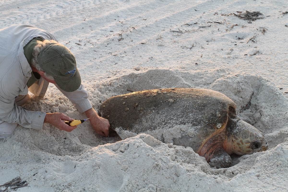 Sea Turtle Research Conservancy of Southwest Florida