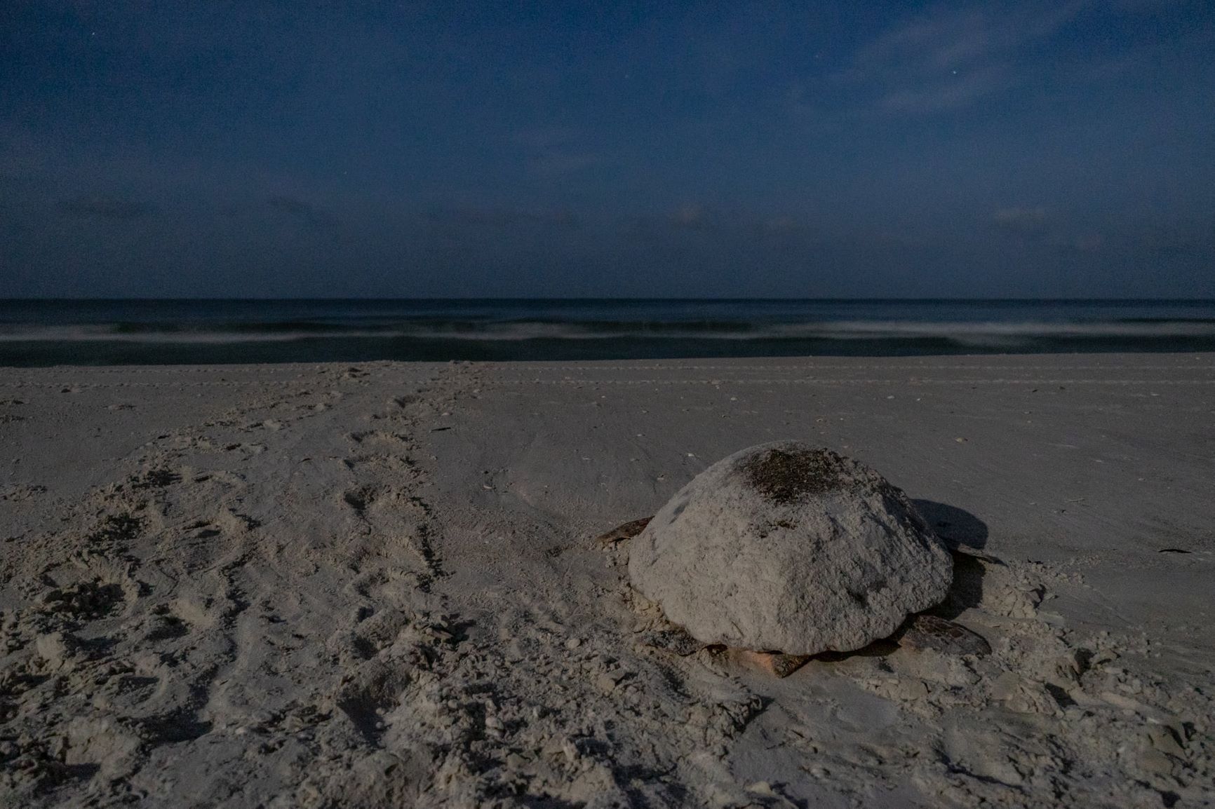 Sea Turtle Research Conservancy of Southwest Florida