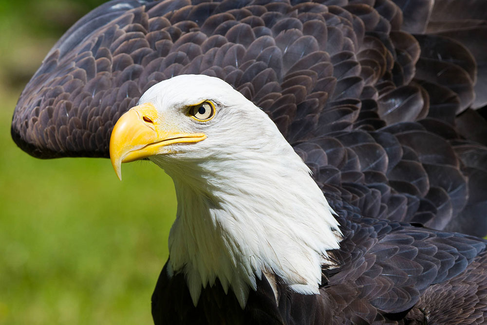 American Bald Eagle Conservation Connect
