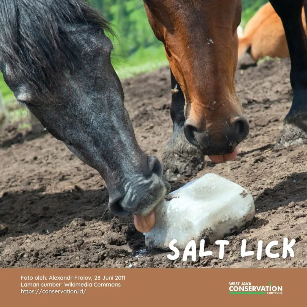 Salt Lick (Mineral Lick) WJCTF