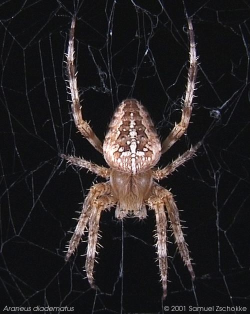 Spider web construction gallery (Samuel Zschokke)