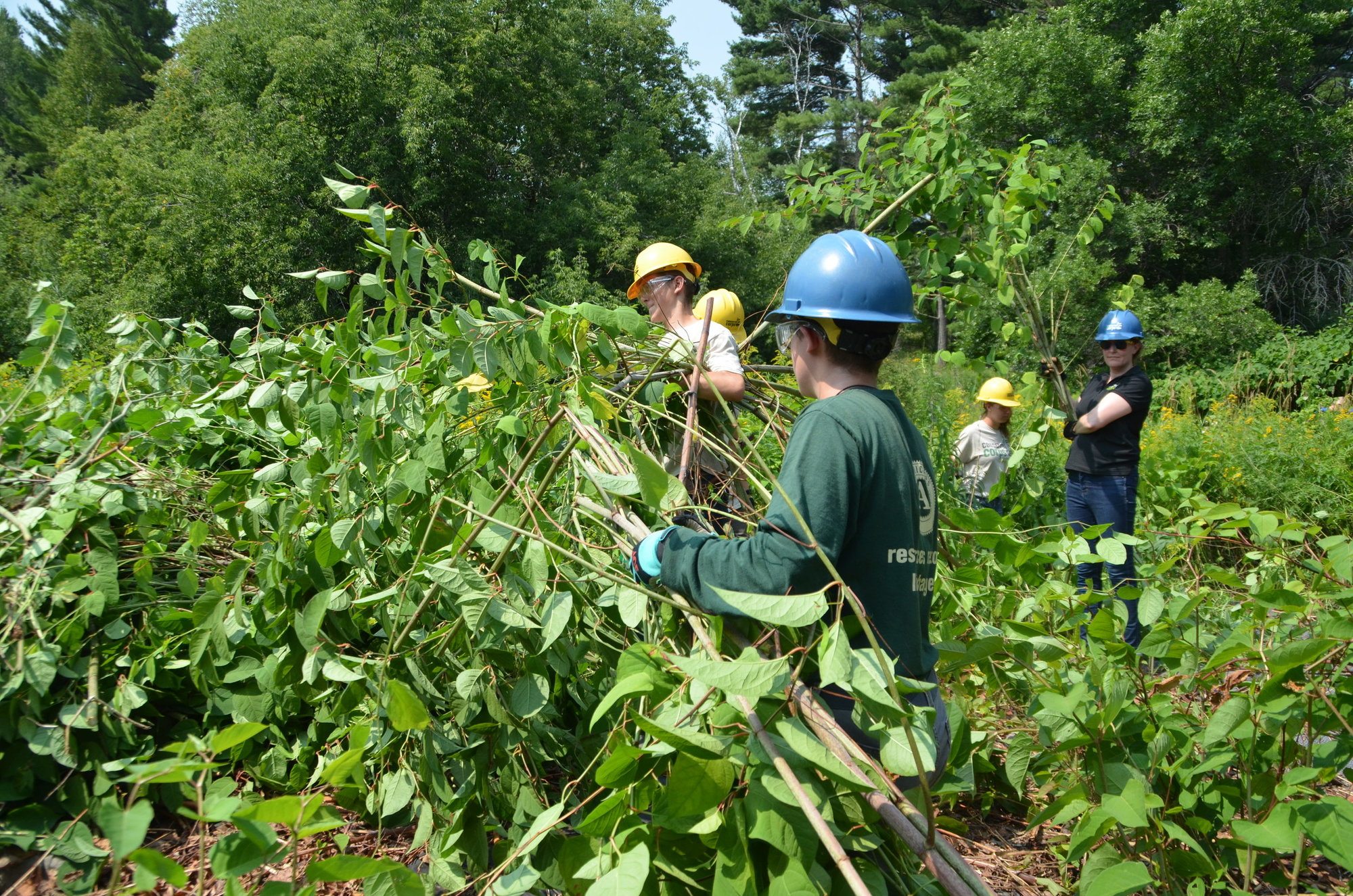 Duluth event engages 60 volunteers to tackle Japanese Knotweed and