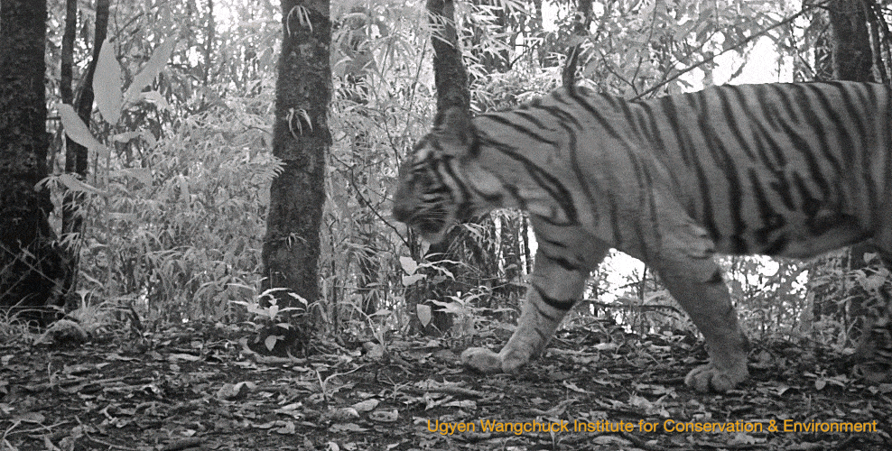Tigers Connecting the dots in a fragmented landscape Conservation