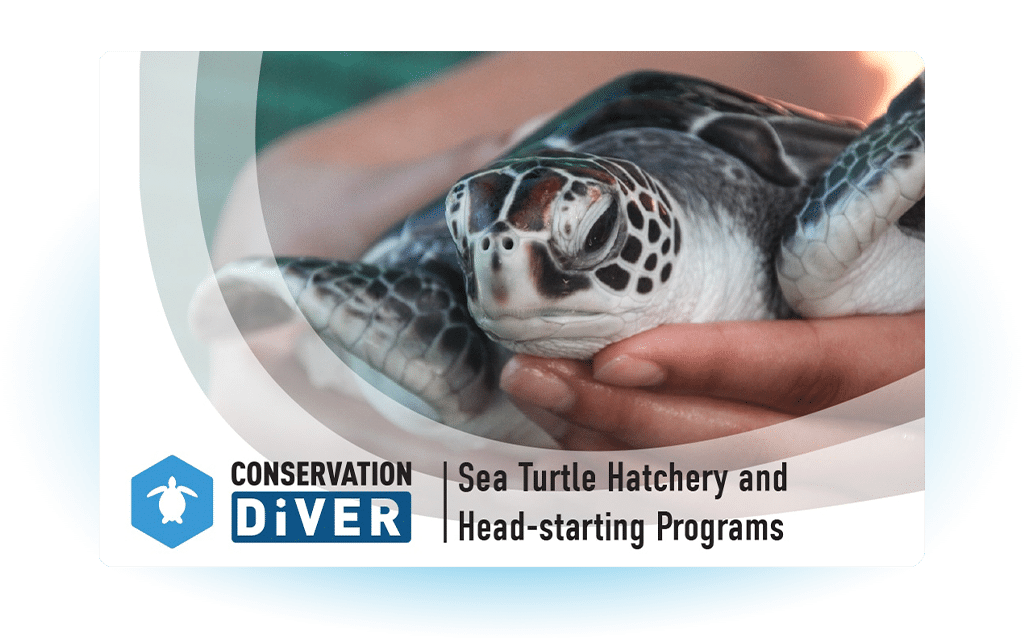 Sea Turtle Hatchery & HeadStarting Programs Conservation Diver