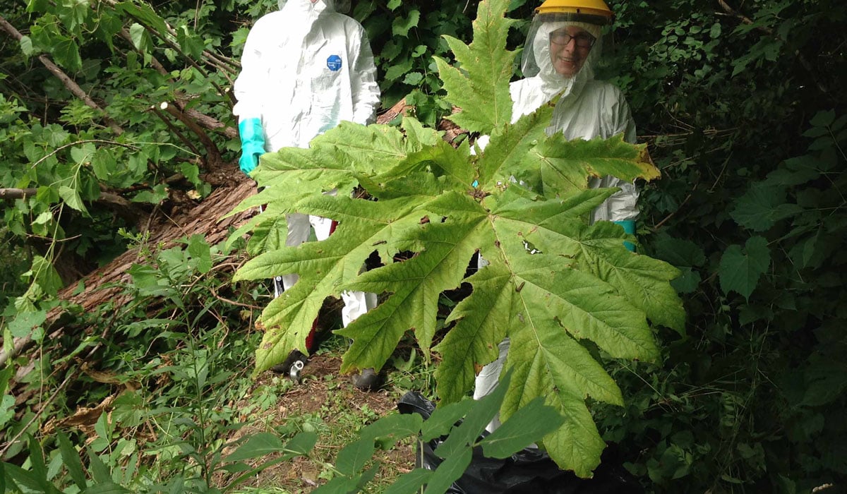 Giant Hogweed Hamilton Conservation Authority