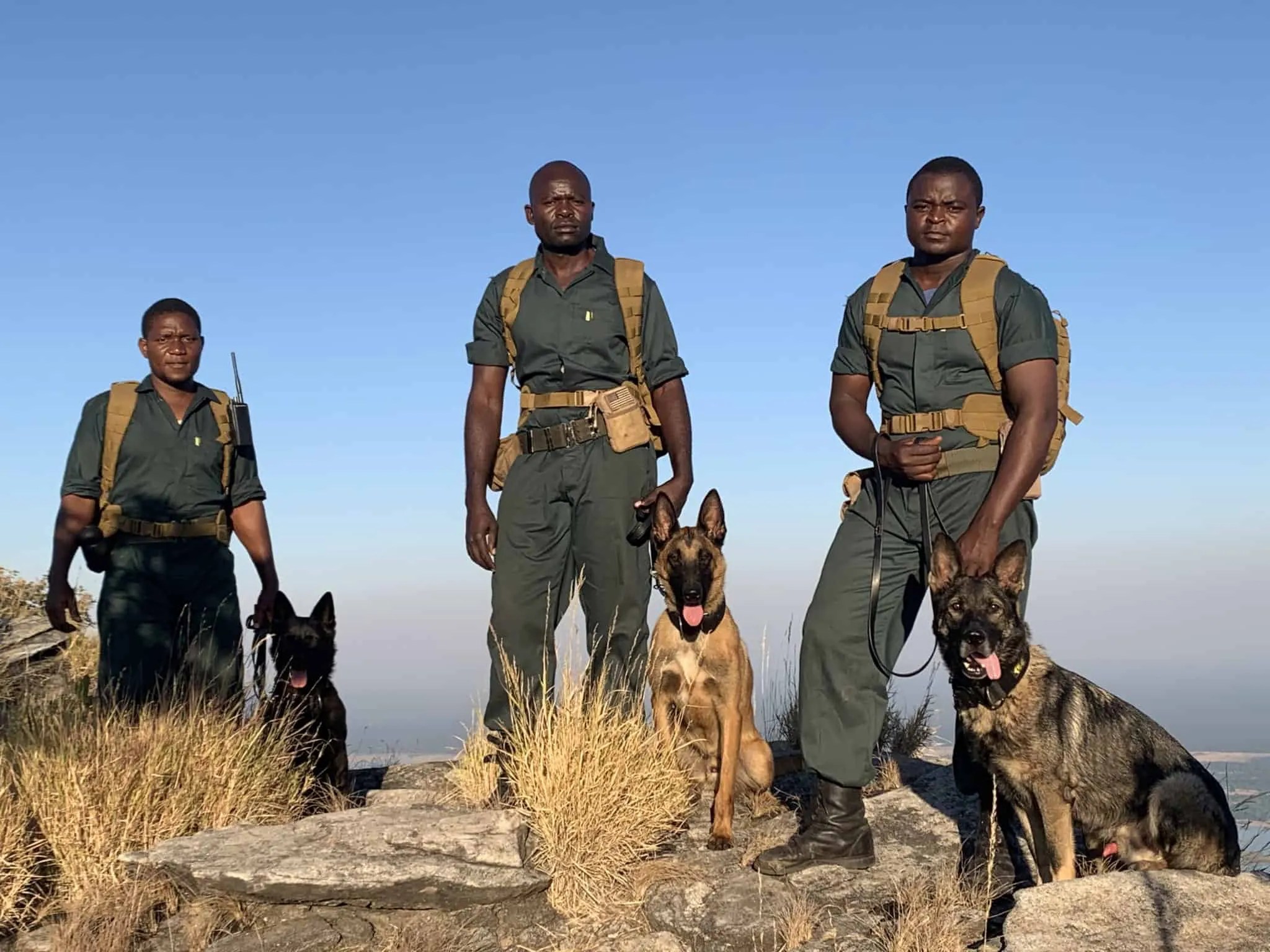A Specialised K9 Unit in Action! Conservation Lower Zambezi