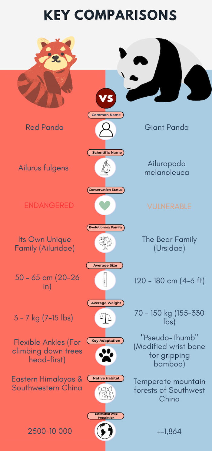 The Panda Paradox Divergent Lives of Giant and Red Pandas(08)