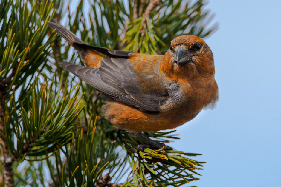 Loxia Scotica Britain S Only Endemic Bird Cons Sci