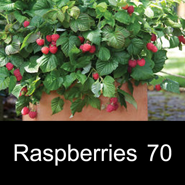 ITEM 70 Raspberries, THORNLESS, 2gal Eastern Connecticut Conservation