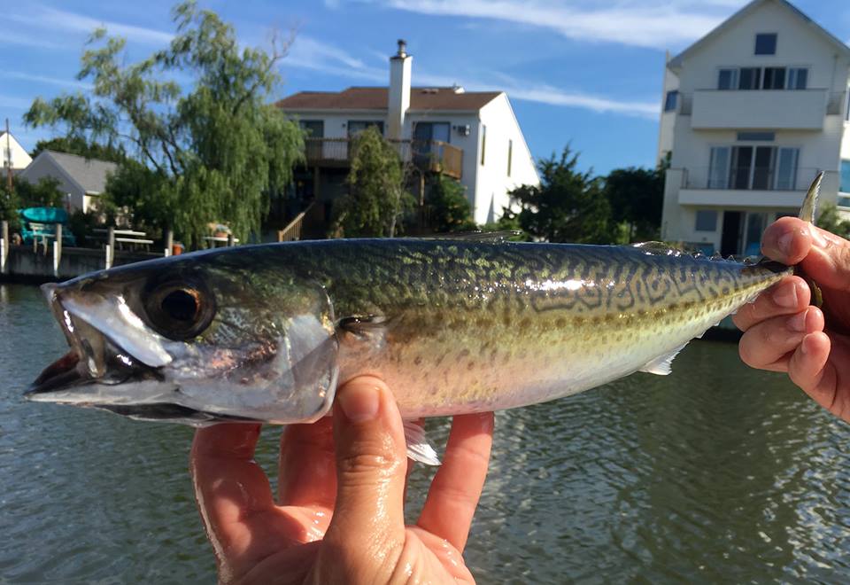 Chub mackerel Marine Fish Conservation Network