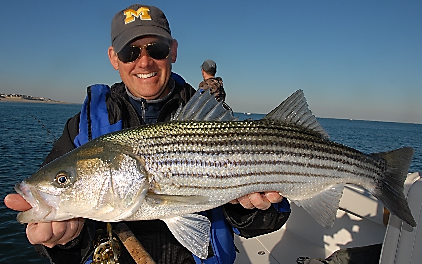 With Striped Bass, We'd Better Pay Attention Marine Fish Conservation