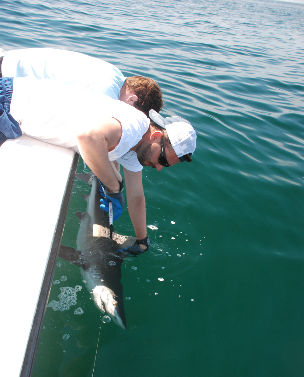 Catching a shark for research Marine Fish Conservation Network
