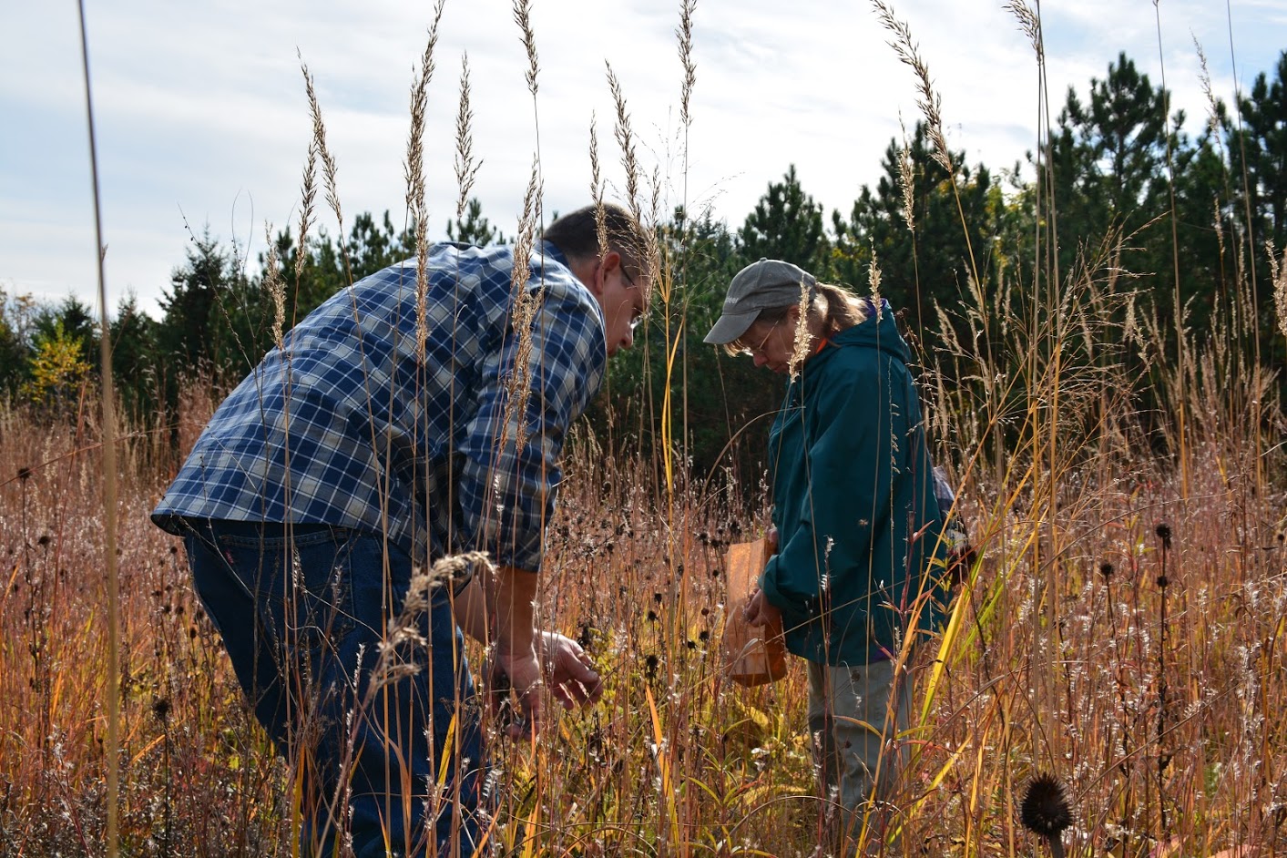 How to Collect and Sow Your Native Plant Seeds inar The Land