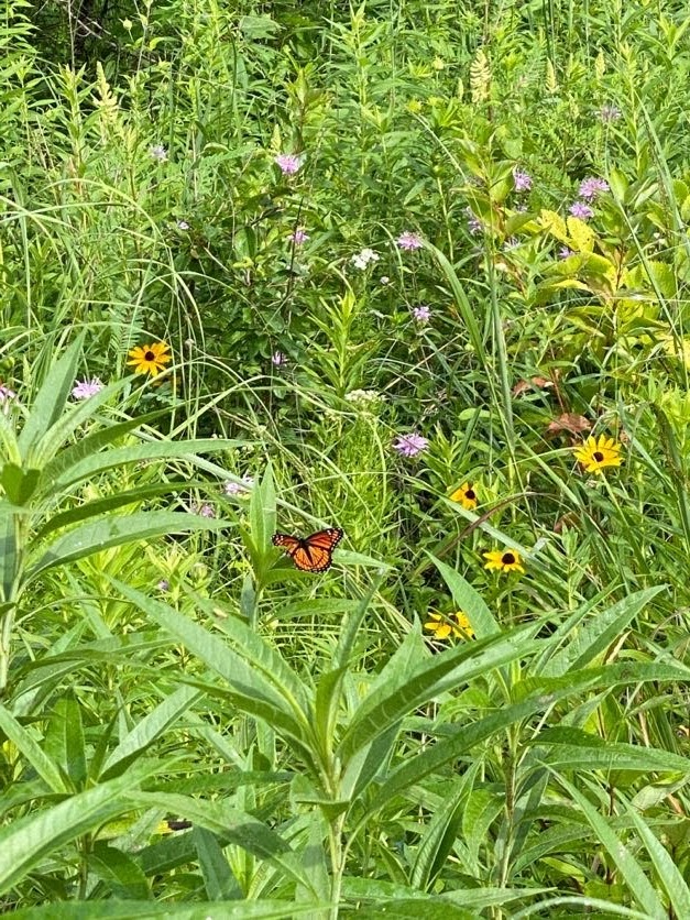 Final Friday Restoration Workday at Hennen Conservation Area The Land