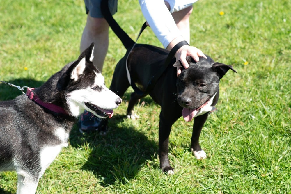 How Do You Get A Dog To Respect You