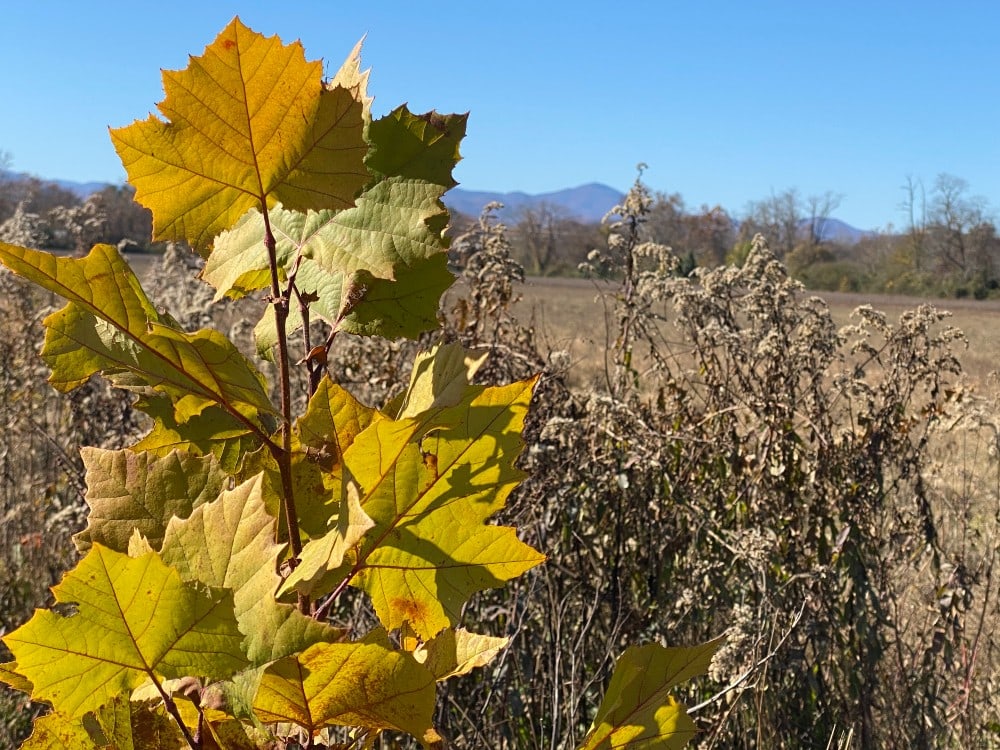 King's Bridge Wildlife Conservation Area Conserving Carolina