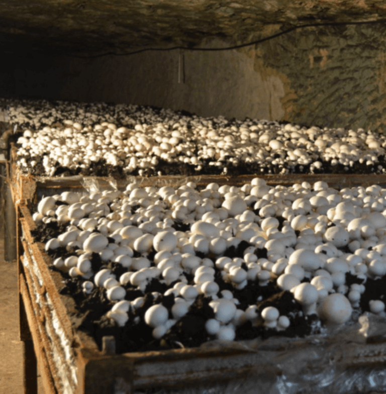 Champignons Compost’Elle Producteurs et commercants en Anjou