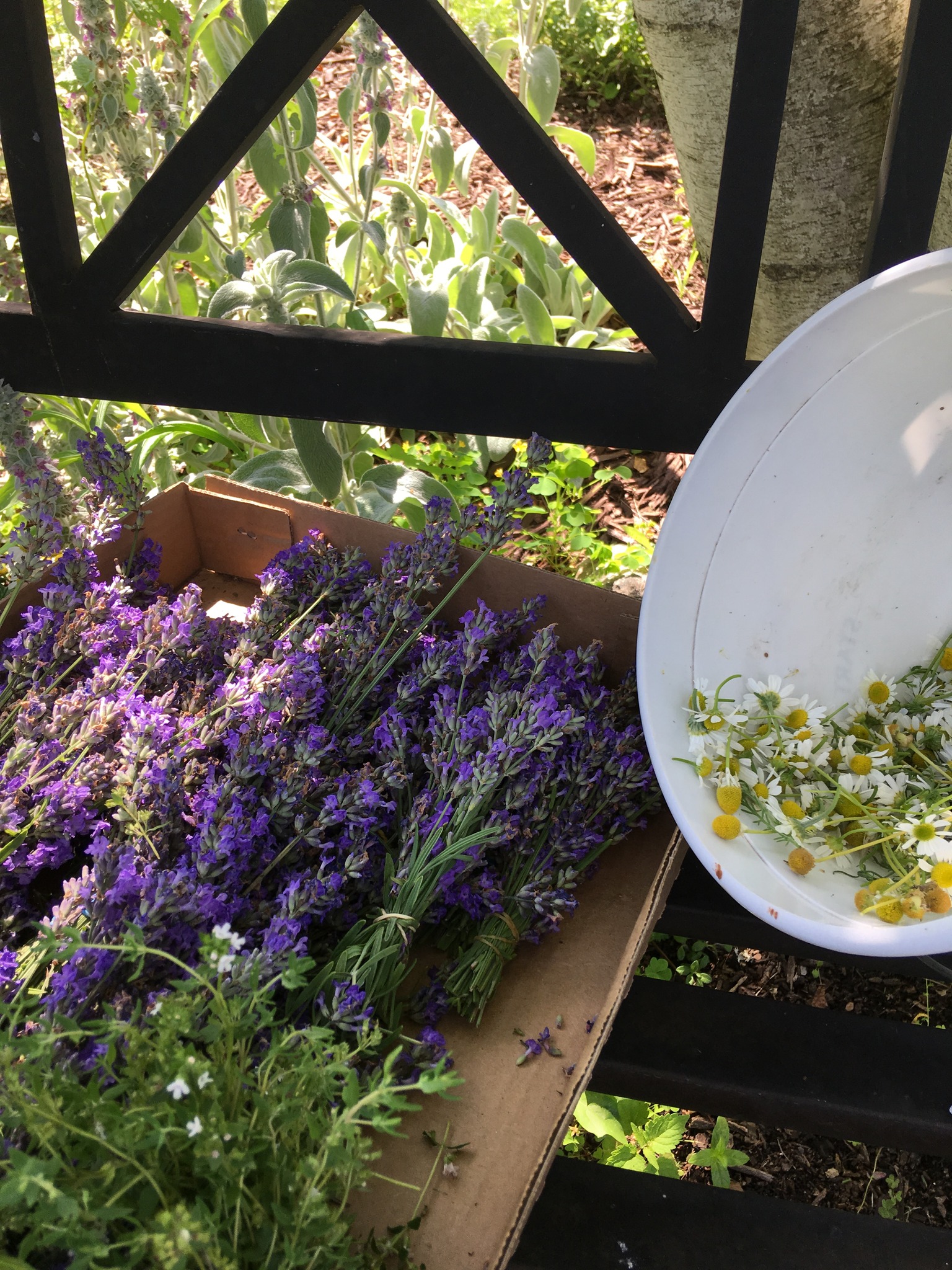 Growing and Using Herbs with Sharon Stewart Constable Hall