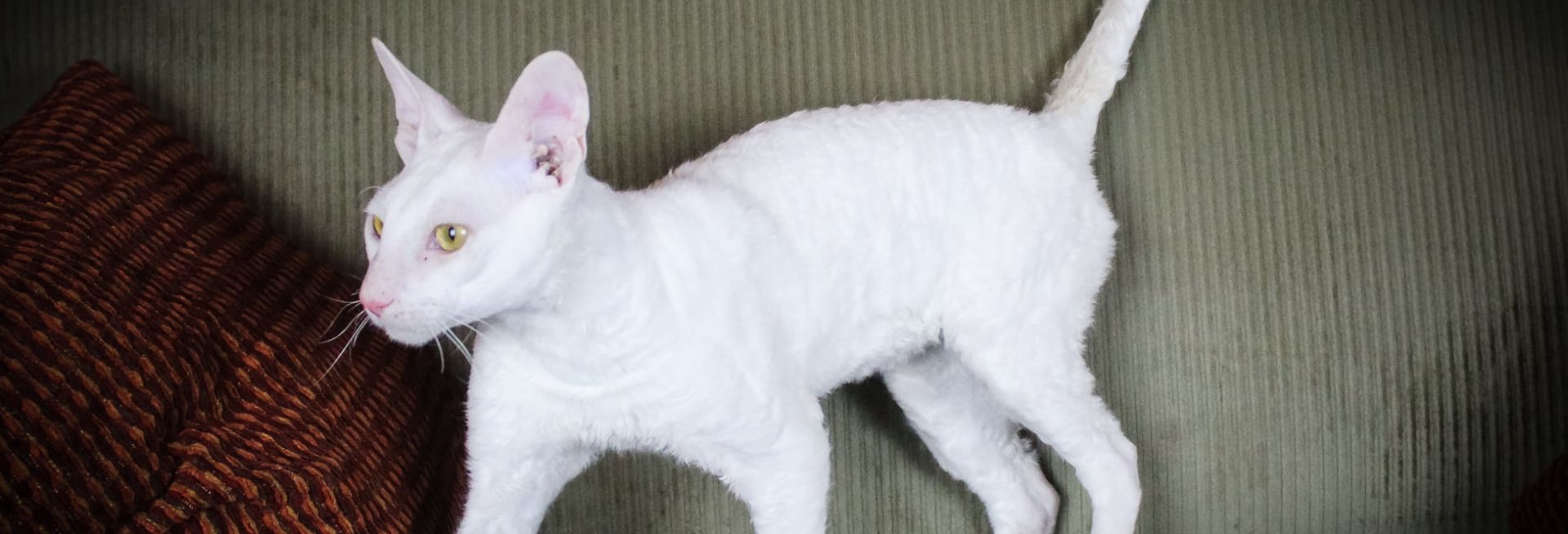 Constantine Cattery Cornish Rex Cat Breeder