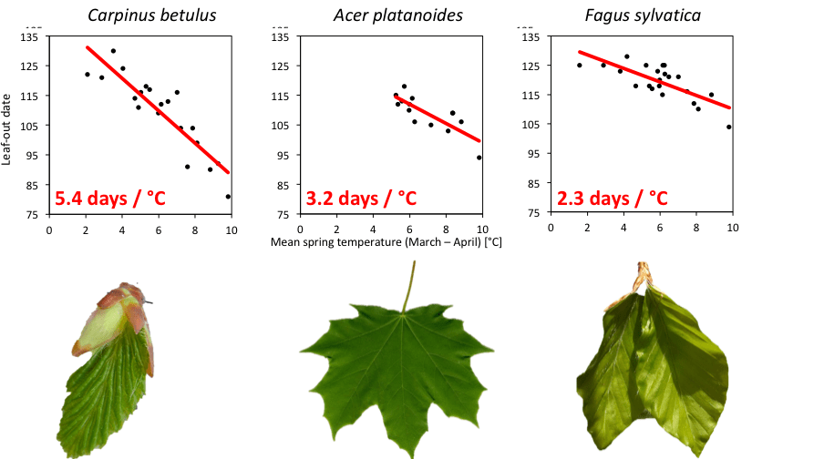 Using herbarium specimens to track phenological changes Climate