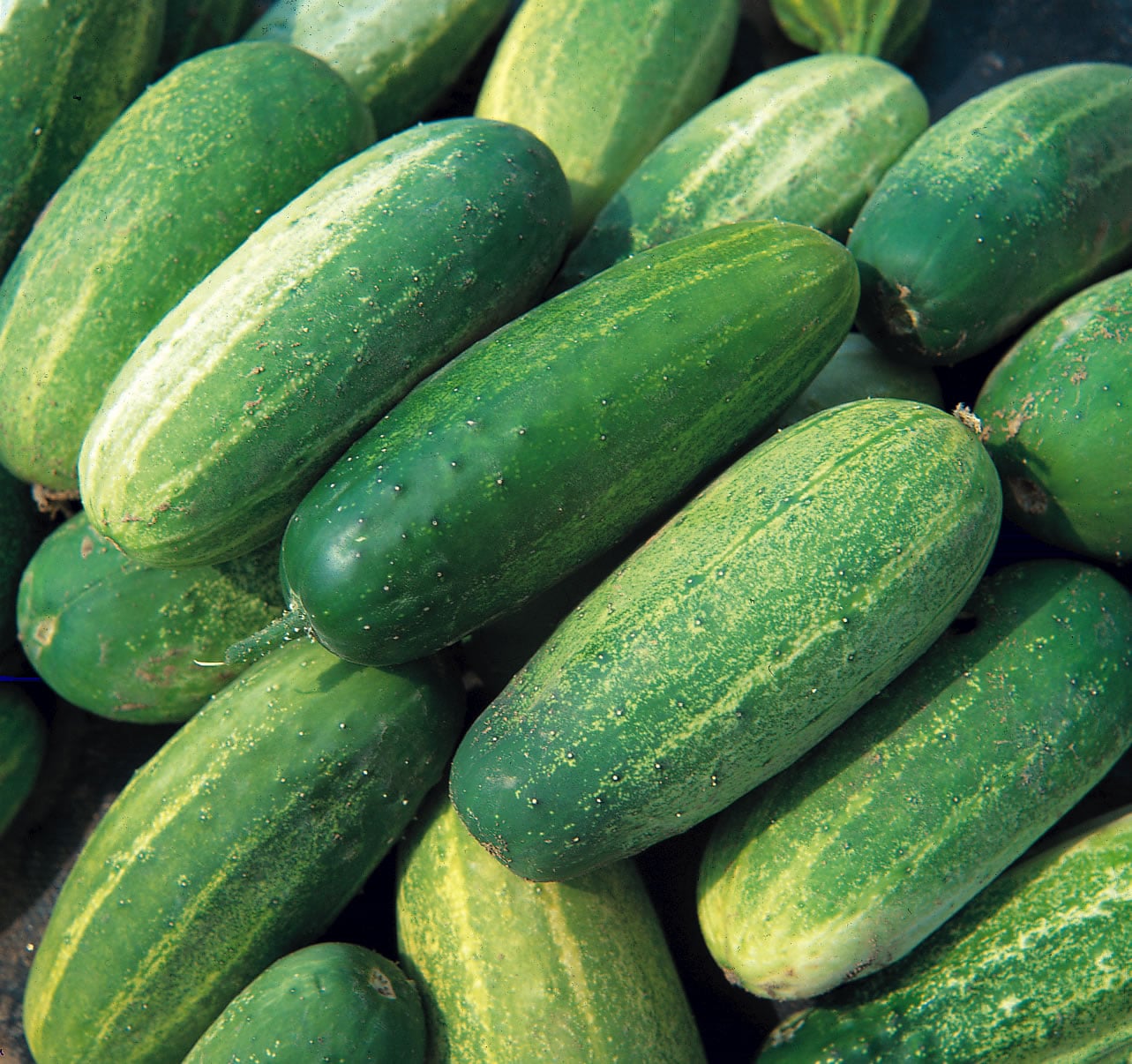 The Nutritional Benefits of Cucumbers