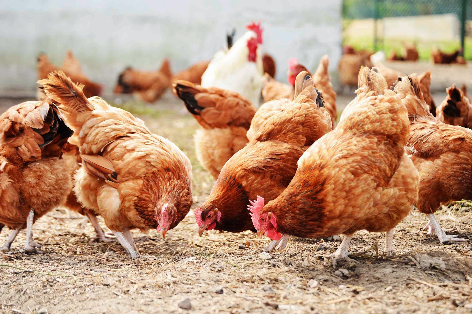 How to Start Lucrative Poultry Farming in Nigeria (Best Guide)