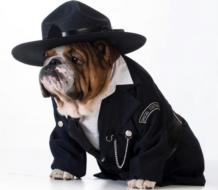 30 Horrifically Hilarious Halloween Dog Costumes