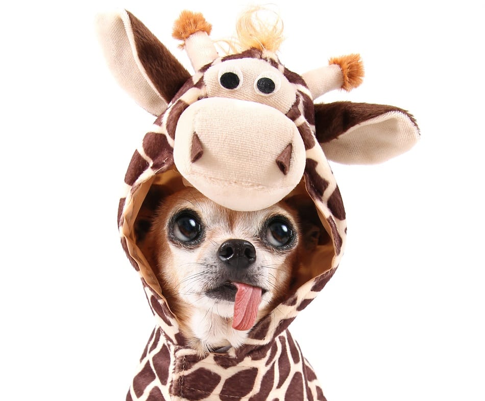 30 Horrifically Hilarious Halloween Dog Costumes Page 6