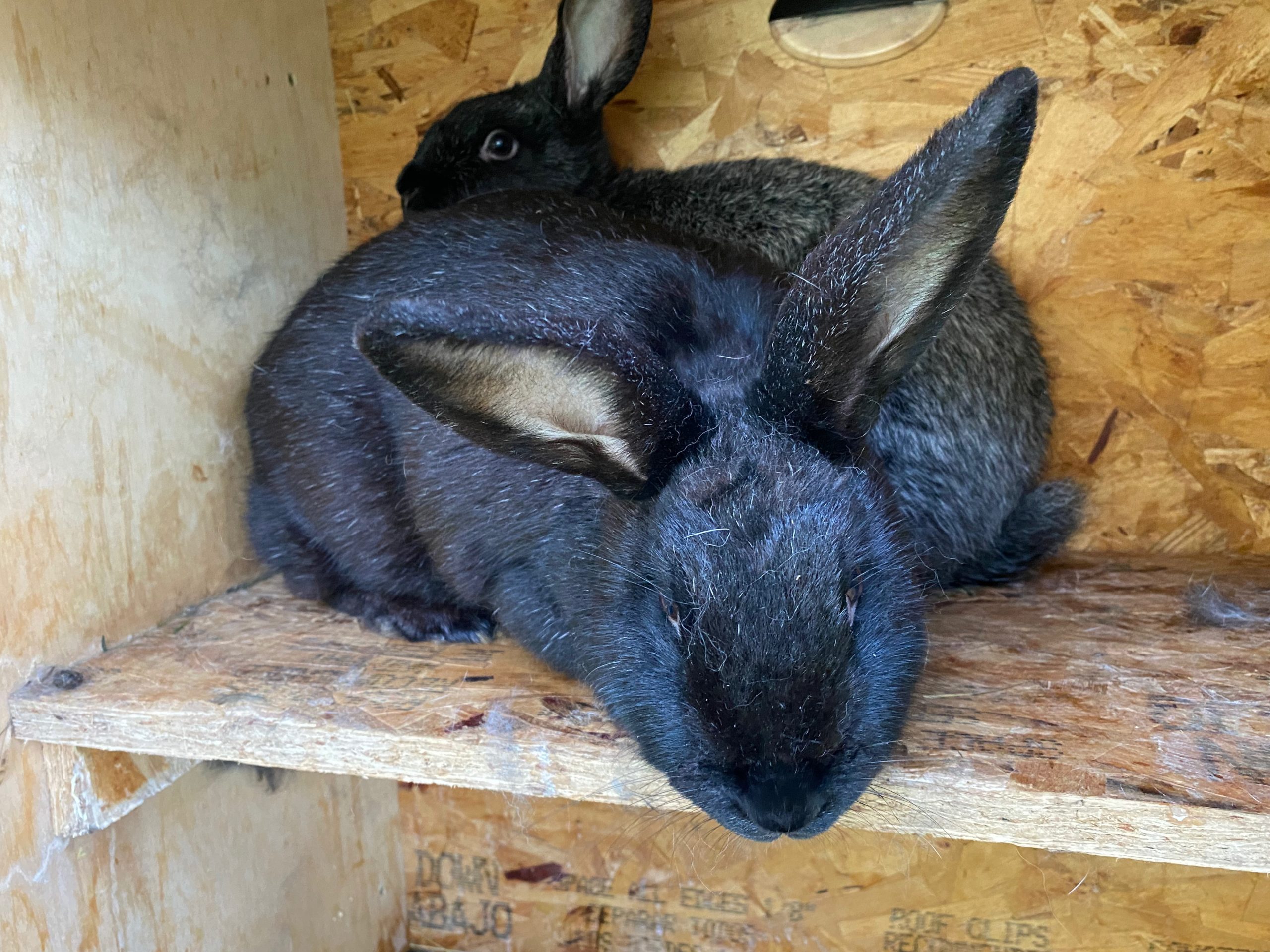 Silver Fox Rabbits Constellation Farmstead