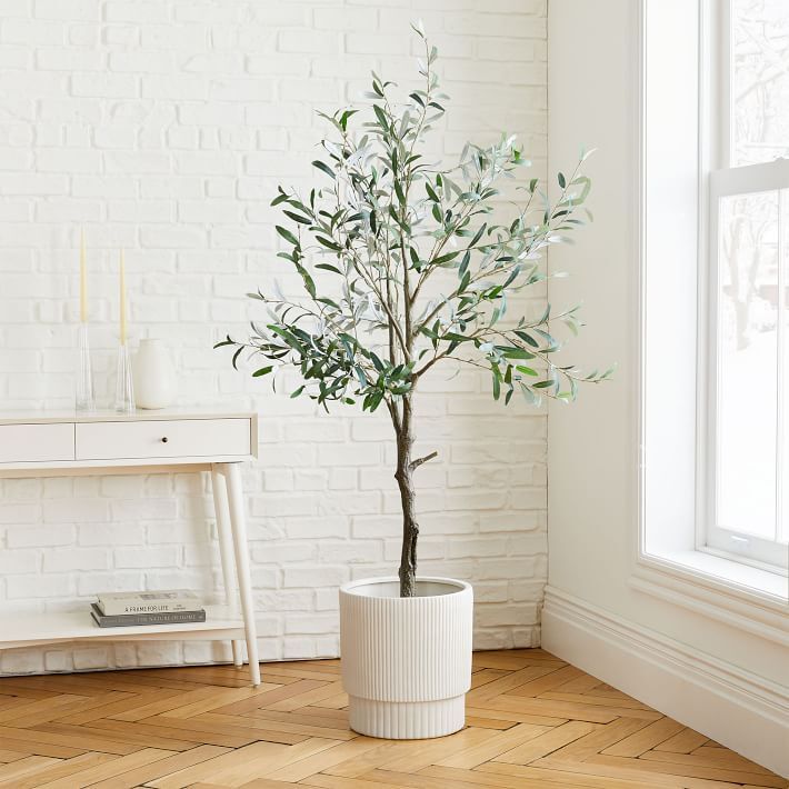 Best Indoor Trees For Home 10 Favorites [With Pictures]