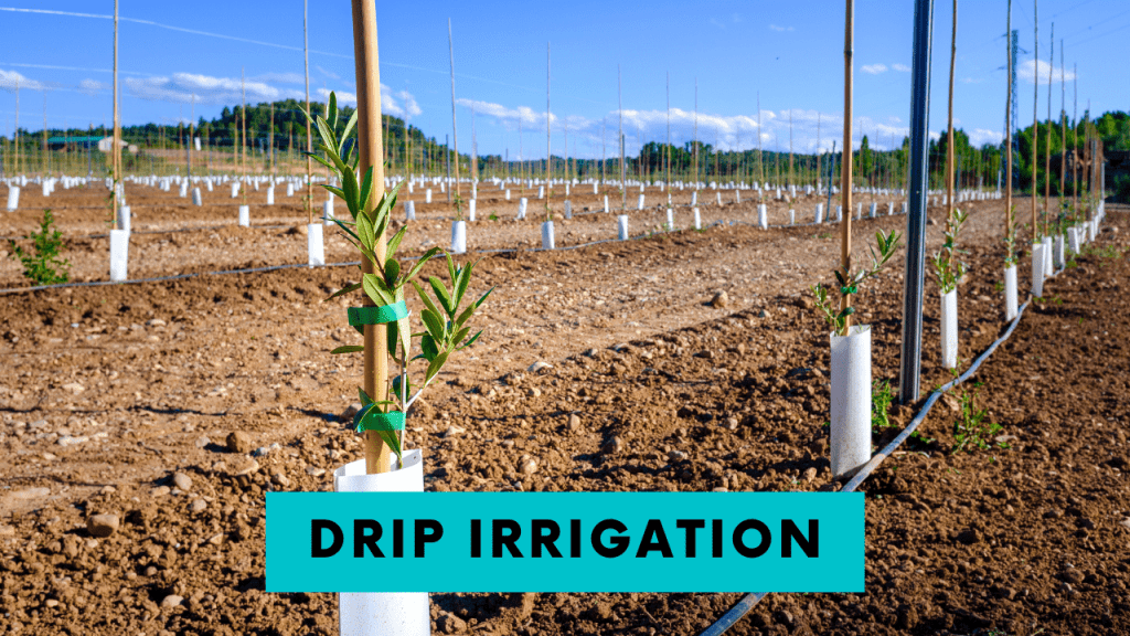 Drip Irrigation Types Uses and Advantages Construction How