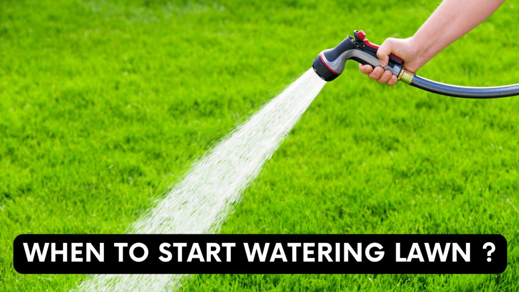 When To Start Watering Lawn? Construction How