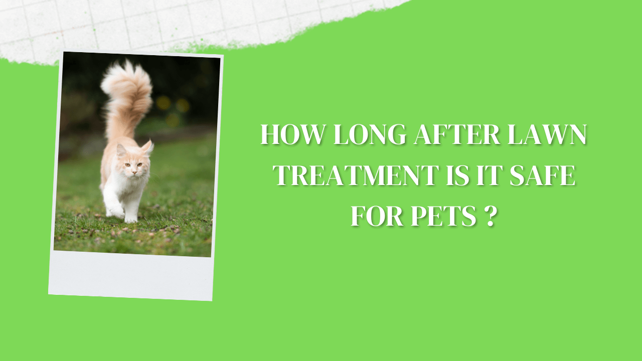 How Long After Lawn Treatment Is It Safe For Pets Construction How
