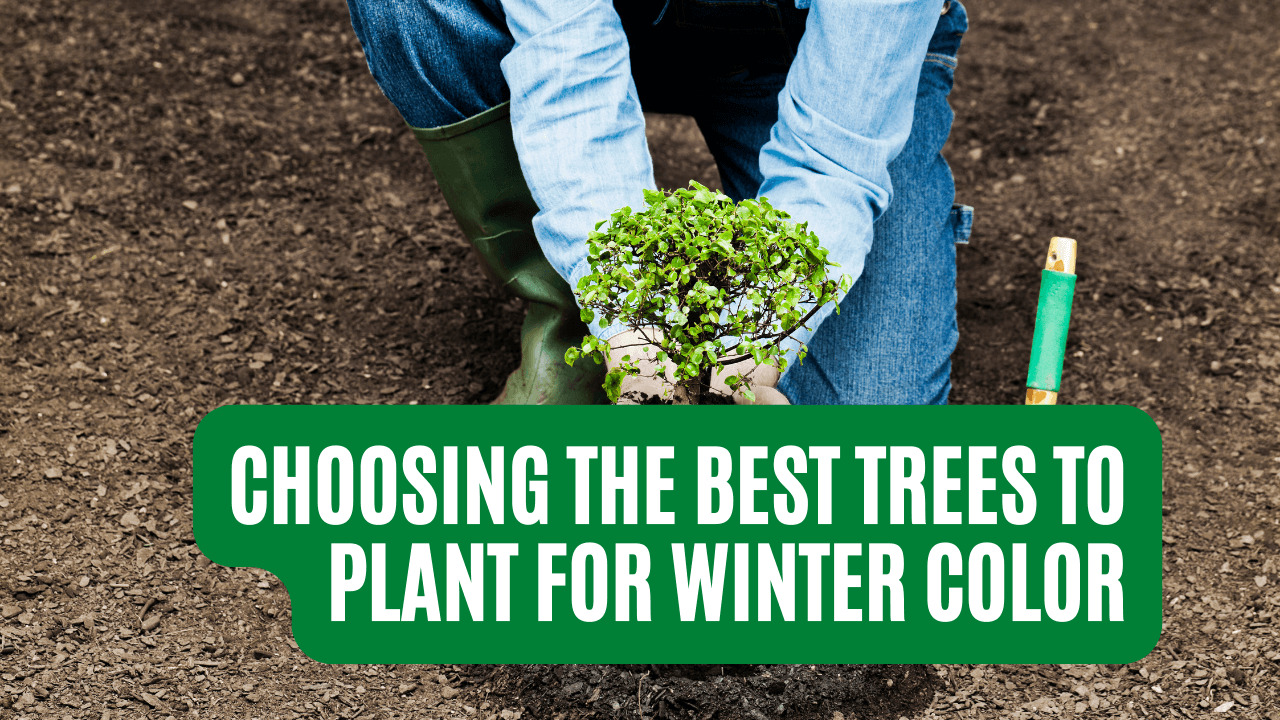 Choosing the Best Trees to Plant for Winter Color Construction How