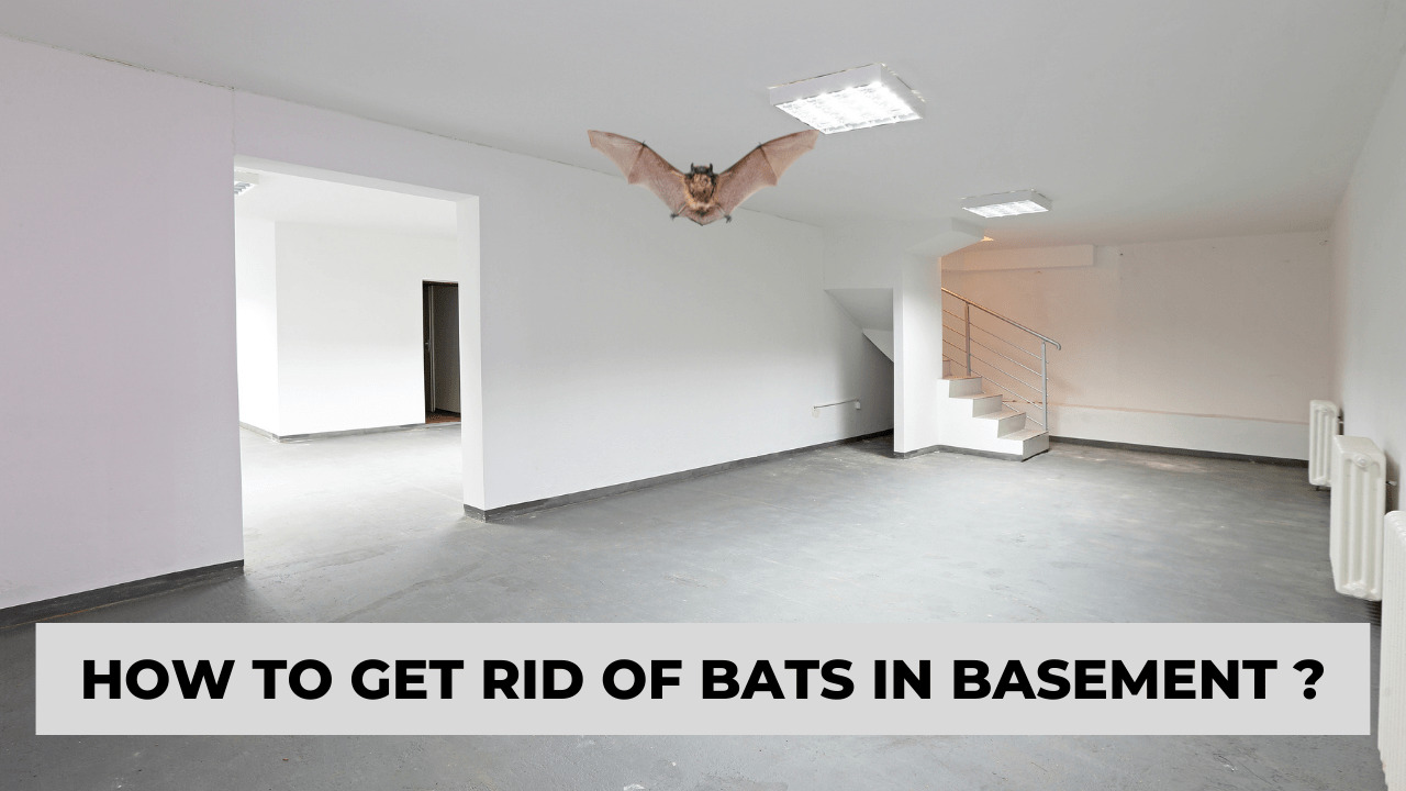 How To Get Rid Of Bats In Basement Construction How