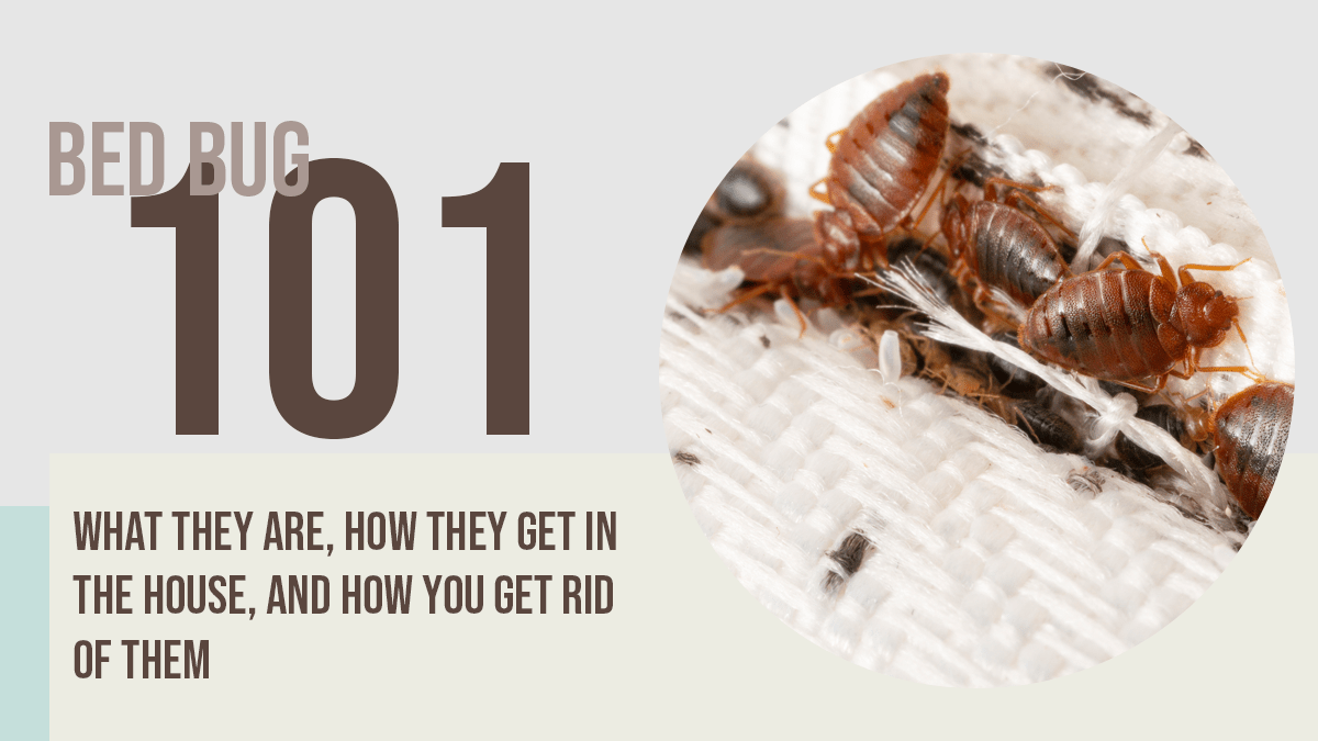 Bed Bugs 101 What They Are, How They Get in the House, and How You Get