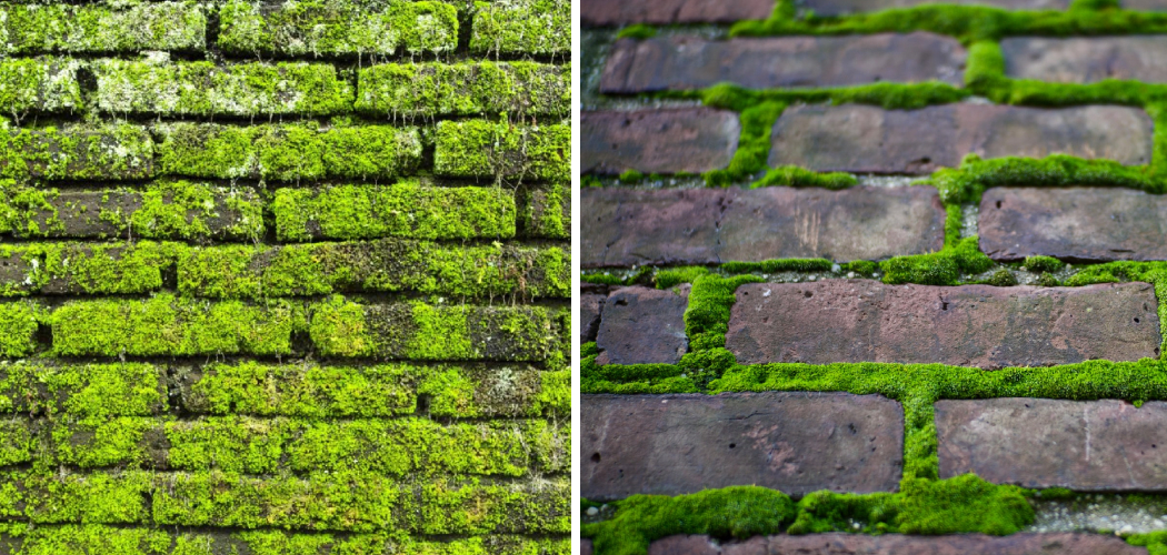 How to Stop Moss Growing on Bricks 10 Easy Steps (2024)