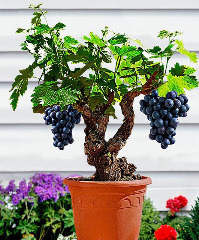 BONSAI DE FRUTAS → Tipos, Como Cuidar, Preço e Onde Comprar!