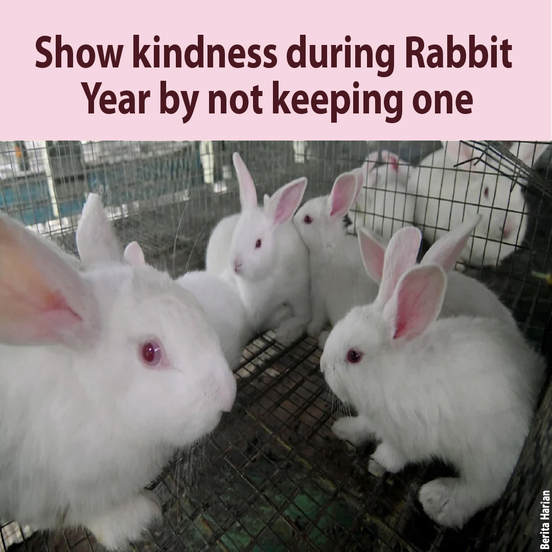 Show kindness during Rabbit Year by not keeping one Consumers