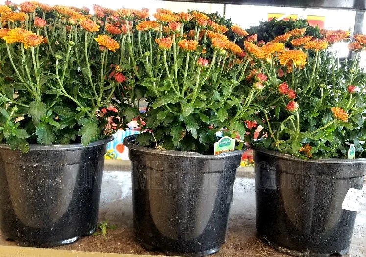 Home Depot Labor Day Sale 5 Mums, Cheap Charcoal & More!