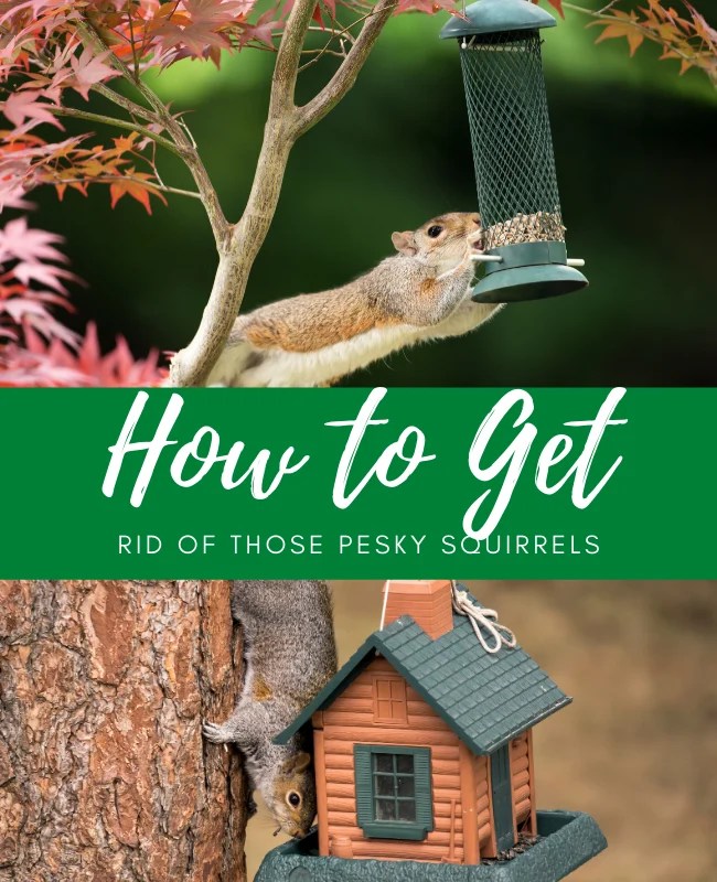 How To Get Rid Of Squirrels - Dear Adam Smith