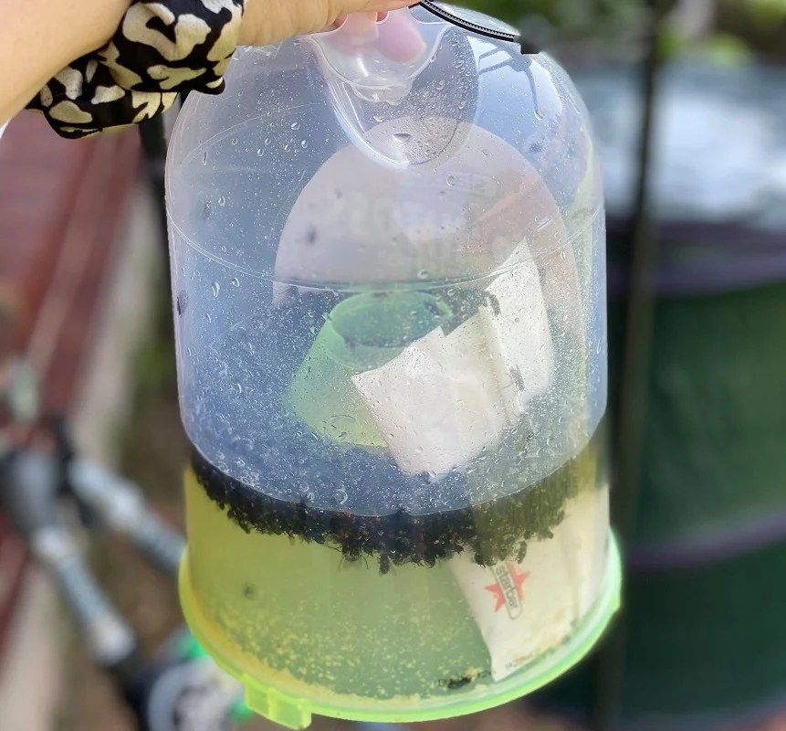 Disposable Fly Trap Only 6.99 It Really Does Work!