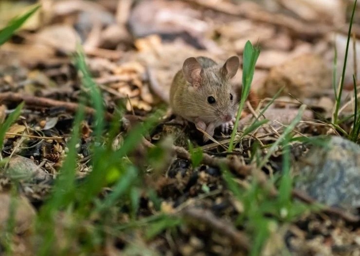 Backyard Birds Learn how to keep your bird seed from sprouting weeds.